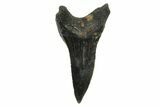 Fossil Shortfin Mako Tooth - Lee Creek (Aurora), NC #294749-1